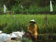 DUKUNGAN IRIGRASI CUKUP YOGYAKARTA…