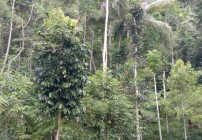 Pohon Mentaok Dan Pronojiwo Tumbuh…