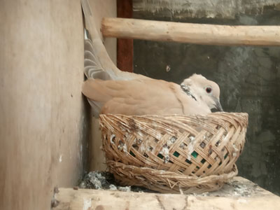Breeding Burung Anggungan Puter Pelung Menjanjikan  Kini Usaha Banyak Di Lirik 