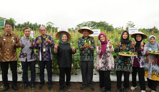 Panen Raya Mentimun Program Optimalisasi Kalurahan Hasil Optimalisasi Pemanfaatan Tanah Kas Desa Untuk Kesejahteraan Masyarakat