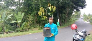 Tekuni sambung pucuk bibit durian…