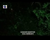 Berburu Jangkrik Jumbo di Gunungkidul…
