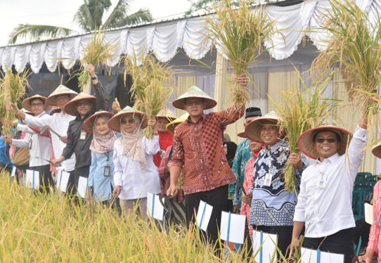 Kelompok Tani Mekar di Ngalian, Widodomarani Ngemplak Sleman Panen Padi Organik Varietas Sembada Merah