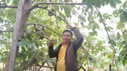 GIANTA LURAH TERBAH PATUK PANEN…