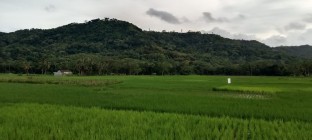 Sektor pertanian bantul di genjot…