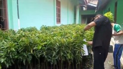 Jelang Musim Tanam 3000 Bibit Alpukat…
