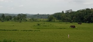 Inspirasi alam sawah desa menentramkan…