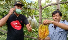 Durian Bawor Di Panen Apa Kata…