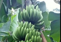 Edi Murjito Lurah Sidomulyo Bambanglipuro…