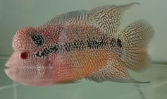 INILAH WAJAH DAN GERAK IKAN HIAS…