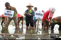 SLEMAN LAKUKAN GERAKAN TANAM PADI…