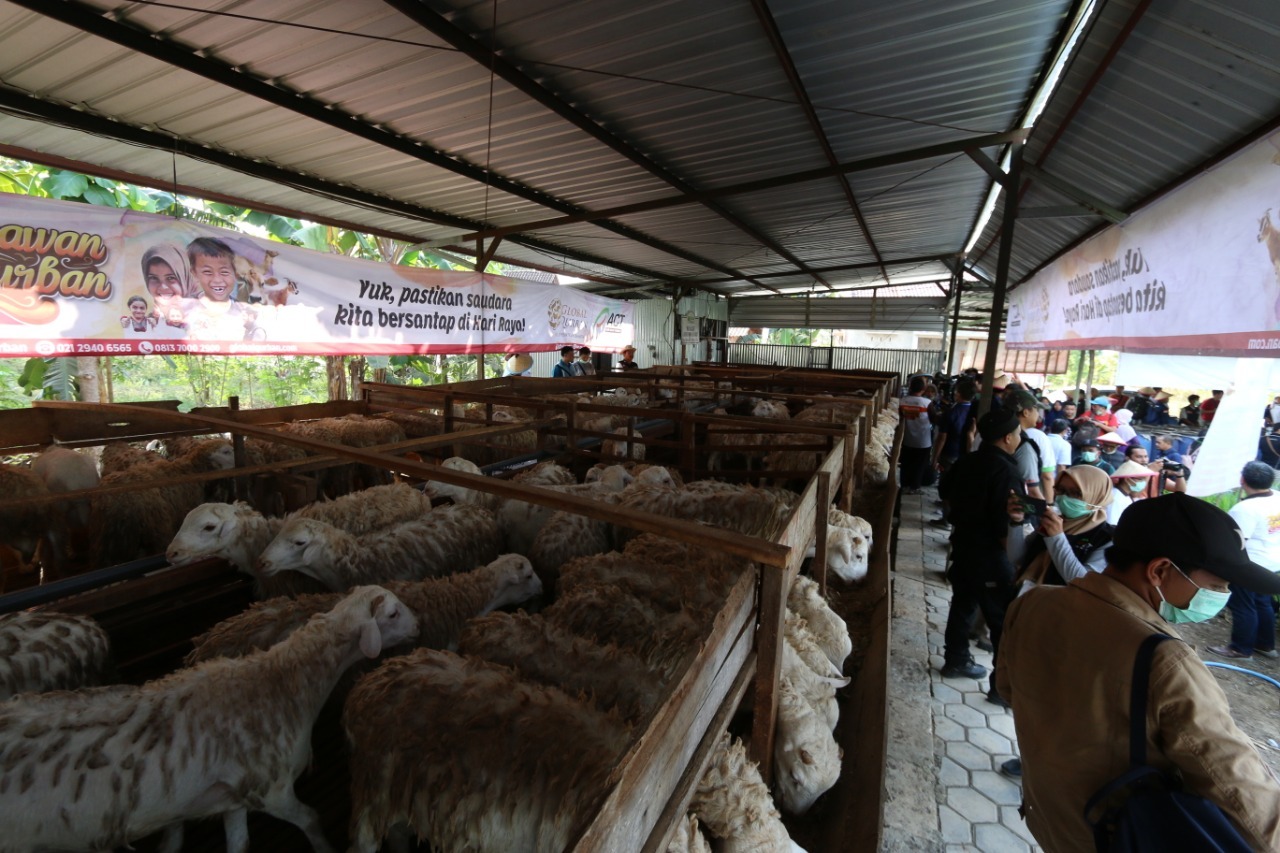 Idul Adha 1000 Hewan Qurban di Distribusikan Ke Pelosok DIY