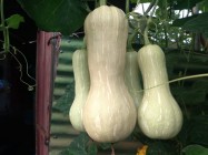 Prospek Tanaman Buah Labu Madu…