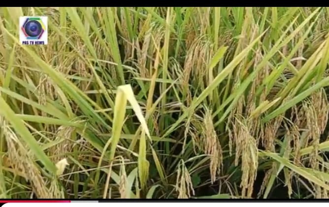 Padi menguning siap panen makin tua makin berisi