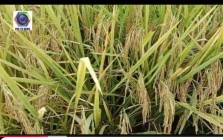 Padi menguning siap panen makin…