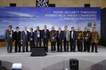 IRRI dan Balitbang Pertanian Tingkatkan…