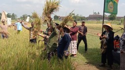 Tradisi Wiwitan Pra Panen Padi…