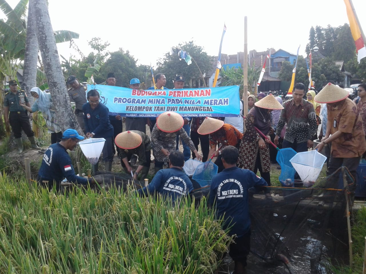       Keuntungan budidaya sekitar budidaya mina padi 