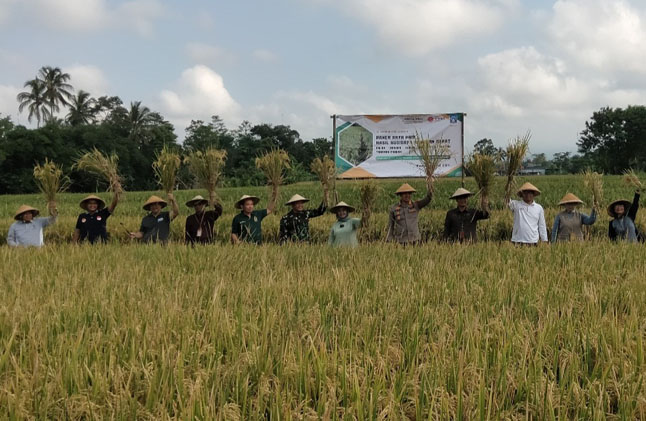 Panen Raya  Padi di Bulak Sawah Stock Bahan Pokok Stabil