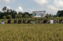 Panen Raya Padi di Bulak Sawah…