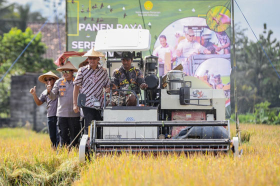 Masih Suasana Lebaran Wabup Sleman Pimpin Langsung Panen Raya Padi Serentak 