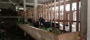 Biogas Murah Mampu Mengatasi Ketergantungan…