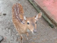 Wisata Edukasi Satwa Minizoo Ragam…