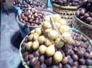 Salak Gading Berkasiat Mengurangi…