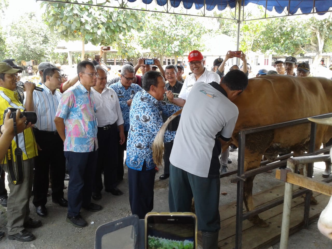 Peternak Sapi Di Bantul Berharap Program Siwab Bisa Dongkrak Populasi Pedet 