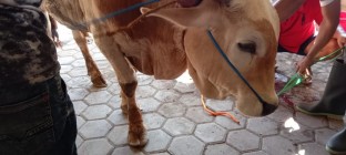 Tunaikan Ibadah Qurban Warga Jogoragan…