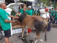 Sapi Milik GKR Hemas Kraton Jogjakarta…