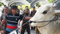 Begini Syarat Sahnya Hewan Qurban