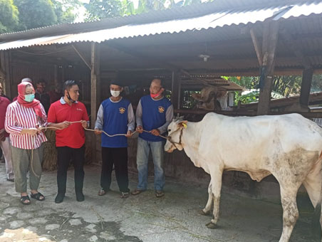 Kelompok Ternak Ngudirejo Pringwulung Condongcatur Terima Bantuan Sapi Onggole