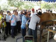 Peternak Sapi Di Bantul Berharap…