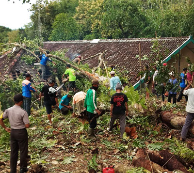 Cuaca Ekstrem Hujan Di Sertai Angin Mengkibatkan Pohon Besar Tumbang  