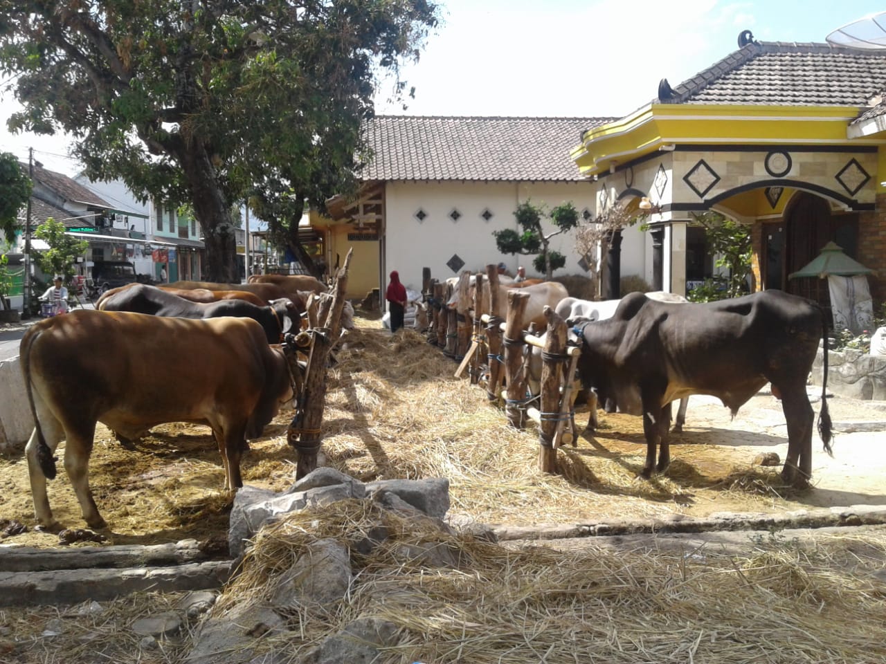 Ayo Mengintip Harga Sapi Qurban 10 Hari Pra Idul Adha 2019 