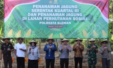 Bupati Sleman Ikuti Penanaman Jagung…