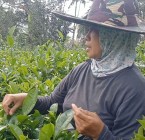 Nglinggo Perbukitan Menoreh Kulonprogo…