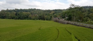 Hamparan Bulak Tanaman Padi Menghijau…