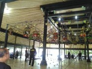 Lomba Burung Puter Pelung PA Cup…
