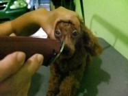 TIPS MERAWAT ANJING DENGAN SALON…