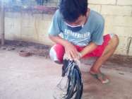 Ayam Jago Nagadori Jantan Berekor…