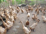 Oknum Perangkat Desa Kesandung…