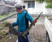 Biawak akan serang petugas pembersih…