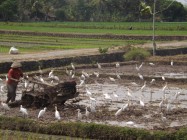 Burung Blekok berbulu putih sahabat…