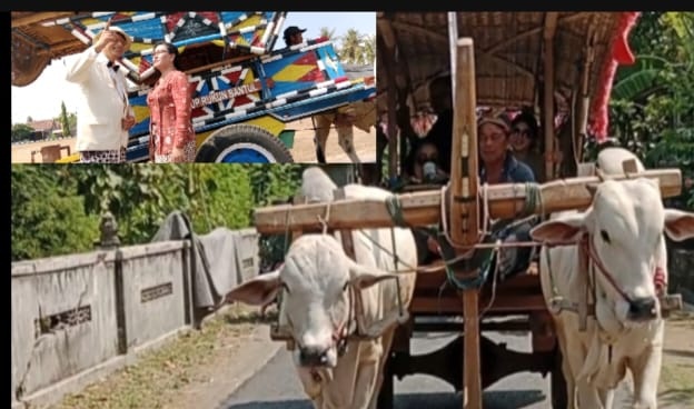 Wuich Kerabat Kraton Yogya Terpesona Wisata Numpak Gerobak Sapi Mulyodadi’ 