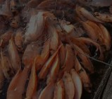 Kolam Diberi Kincir Ikan Nila Oksigen…
