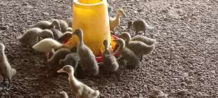 Prospek usaha breeding itik petelur…