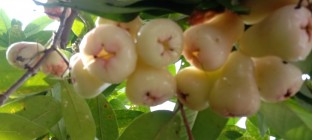Berambut hitam jambu air seperti…