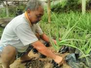 Manfaat arang dalam tanaman dan…